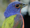 The hues in this image of a painted bunting are cyclically rotated over time in HSL.