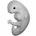 Embryo at 4 weeks after fertilization (gestational age of 6 weeks)
