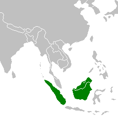 Borneonpuuleopardin levinneisyys