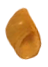 an orange-brown shell