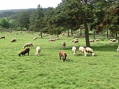 Moutons paissant dans l'Aubrac.