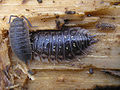 Image 7Porcellio scaber and Oniscus asellus (Peracarida: Isopoda) (from Malacostraca)