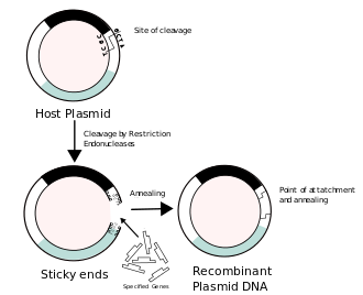 Costruzione di DNA ricombinante, in cui un frammento di DNA estraneo viene inserito in un vettore plasmidico. In questo esempio, il gene indicato dal colore bianco viene inattivato all'inserimento del frammento di DNA estraneo.