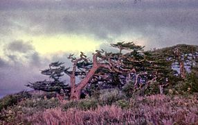 Trees showing effect of prevailing wind, 1981