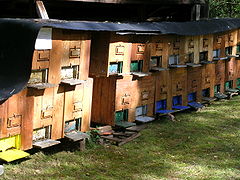 Bienenkästen aus Holz