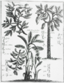 Kaamayi pa kan 1655, si Michał Boym, sarong Heswita sa Tsina, pig'osip an pambihirang durian sa Europa