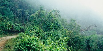 Road into the cloud forest of El Cielo Biosphere Reserve, Municipality of Gómez Farías, Tamaulipas, Mexico (16 April 2001)