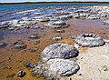 Image 17Lithified stromatolites on the shores of Lake Thetis, Western Australia. Archean stromatolites are the first direct fossil traces of life on Earth. (from History of Earth)