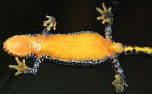 View of the orange underside of an alpine newt