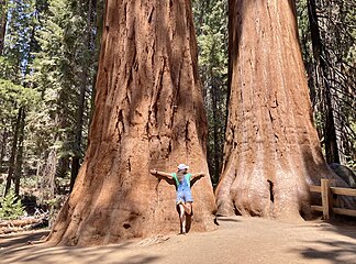 Sequoias trees located in Giant Forest