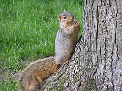 Écureuil fauve, espèce très commune en Amérique du Nord.