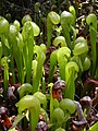 Darlingtonia Californica (pitcher plant)