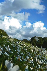 حقلٌ من الزهور البيضاء في لبنان، تظهر أعلاه الغيوم وقد بدأت تتلبَّد في كَبد السماء