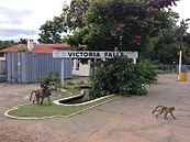 Baboons at Victoria Falls station