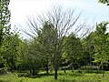 Japanese elm in early May before leaf flushing, Great Fontley, UK