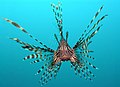 Image 3The red lionfish (Pterois volitans) is a venomous coral reef fish from the Indian and western Pacific Oceans. The red lionfish is also found off the east coast of the United States, and was likely first introduced off the Florida coast in the early to mid 1990s.