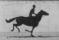 Image 21GIF animation from retouched pictures of The Horse in Motion by Eadweard Muybridge (1879). (from History of film technology)