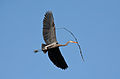 Image 43A great blue heron (Ardea herodias) flying with nesting material in Illinois. There is a colony of about twenty heron nests in trees nearby. Image credit: PhotoBobil (photographer), Snowmanradio (upload), PetarM (digital retouching) (from Portal:Illinois/Selected picture)