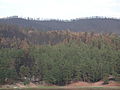 The damage to areas in the burn area varied greatly, as shown in this photo. The farthest hill burned completely, the middle hill was substantially burned, and the close hill relatively unburned.