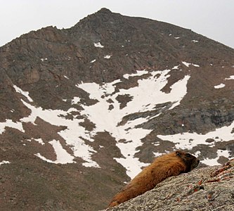 View of Mount Bierstadt with a marmot in the foreground.