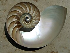 Nautilus shell's logarithmic growth spiral