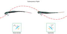 Ilustración do voo subacuático de Eurypterus, no cal a forma das pas natatorias e o seu movemento pola auga é dabondo para xerar sustentación. Este tipo de locomoción estaba limitada aos euriptéridos Eurypterina (con pas natatorias).