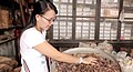 Image 101An ethnic Chinese woman in Malaysia grinds and cuts up dried herbs to make traditional Chinese medicine. (from Malaysian Chinese)