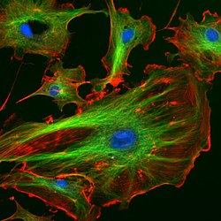 Células endoteliais vistas ao microscopio. Os núcleos están tinguidos de azul con DAPI, os microtúbulos están marcados de verde por un anticorpo unido a FITC, e os filamentos de actina están etiquetados de vermello con faloidina unida a TRITC. Células endoteliais da arteria pulmonar bovina (BPAE).