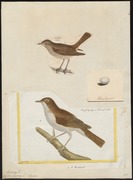 Ilustración de Luscinia vera, de entre 1700 et 1880, incluida en Iconografía Zoológica (Universidad de Ámsterdam)