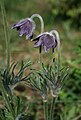 Anemone montana (sin. Pulsatilla montana)