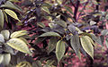 Лист хибридног бреста (Ulmus cv (pumila x wallichiana)x(laciniata x carpinifolia)).