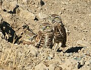 Family of burrowing owls.
