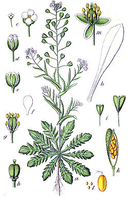 Rikkalutukka eli lutukka (Capsella bursa-pastoris)