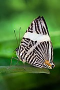 Dirce beauty butterfly, Colobura dirce