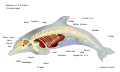 イルカの骨格及び主要器官