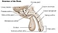 Structura penisului