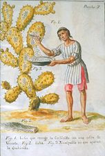 A native of Central America collecting cochineal insects from a cactus to make red dye (1777)