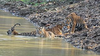 Indian Tigers at Tadoba Tiger reserve