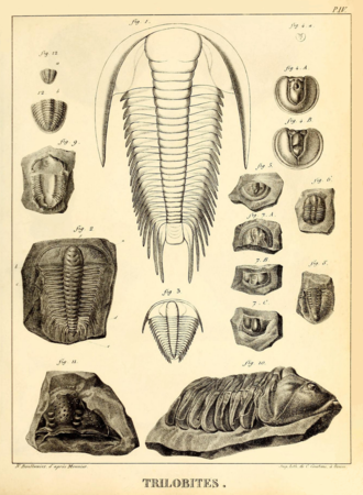Histoire naturelle des crustacés fossiles… : trilobites (1822), pl. IV