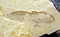 Dinokanaga andersoni cánh hóa thạch