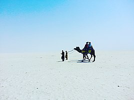 Camel ride in Rann of Kutch