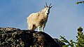 Image 15Mountain goat on Wallaby Peak in the North Cascades (from Cascade Range)