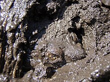 photo of a turtle climbing out of mud
