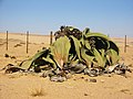 Velvitšia kasvab Namibi kõrbes
