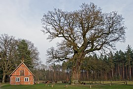 700-годишниот даб кај шумската куќа „Гринер Јегер“