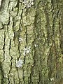 Corteza d'árbol adultu de A. glutinosa.