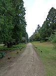 Unpaved road lined with trees