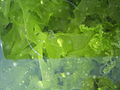 Alga verde. Su color es dado principalmente por las clorofilas que poseen en los tilacoides de sus cloroplastos.