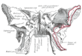 Superfícies anterior i inferior de l'os esfenoide