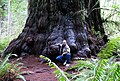 Image 27Redwood tree in northern California redwood forest: According to the National Park Service, "96 percent of the original old-growth coast redwoods have been logged." (from Old-growth forest)